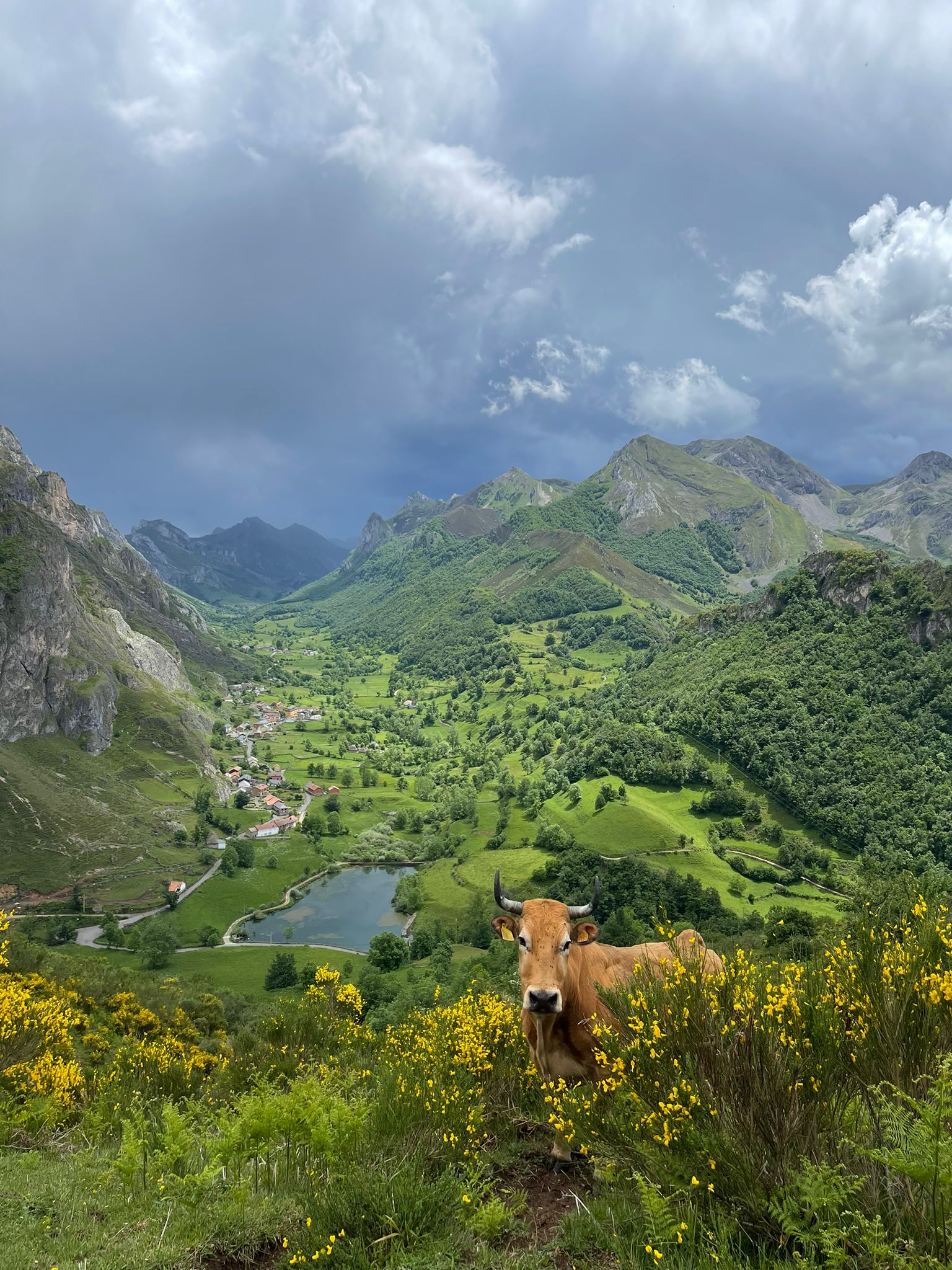 Vaca en paisaje montañoso verde con lago.