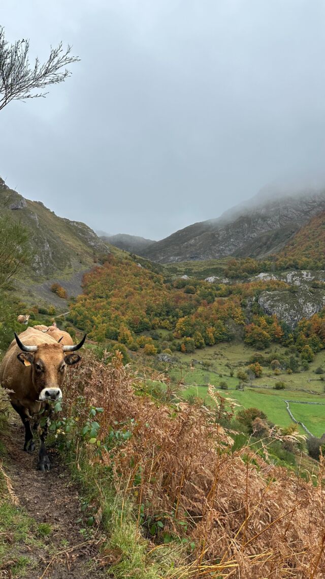 Un lugar único en Asturias : Parque Natural de Somiedo 💚

Reserva ahora tu próxima escapada y descúbrelo!!

📲 www.lalagunasomiedo.com

#somiedo #otoño #turismorural #alojamiento #casarural #jacuzzi #naturaleza #escapadaromantica #senderismo #slowlife #asturias